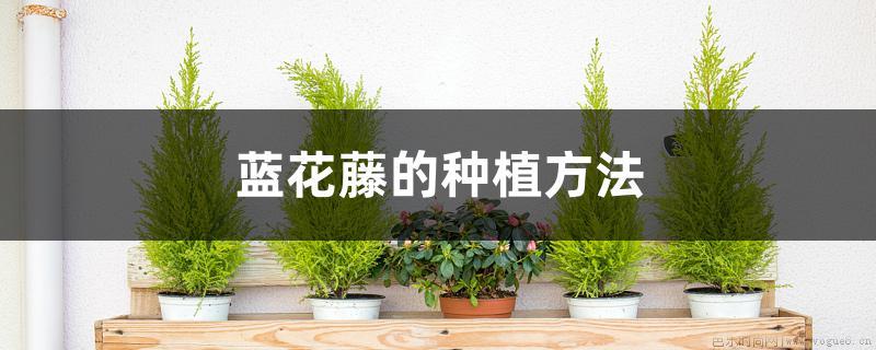 蓝花藤的种植方法