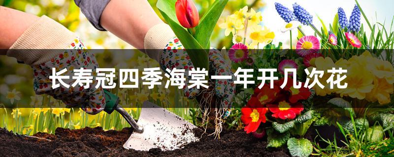 长寿冠四季海棠一年开几次花