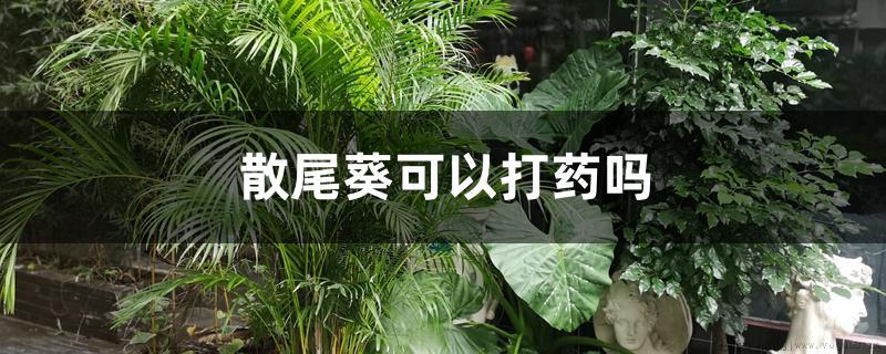 散尾葵可以打药吗