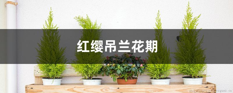 红缨吊兰花期