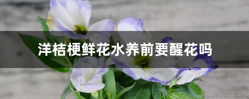 洋桔梗鲜花水养前要醒花吗