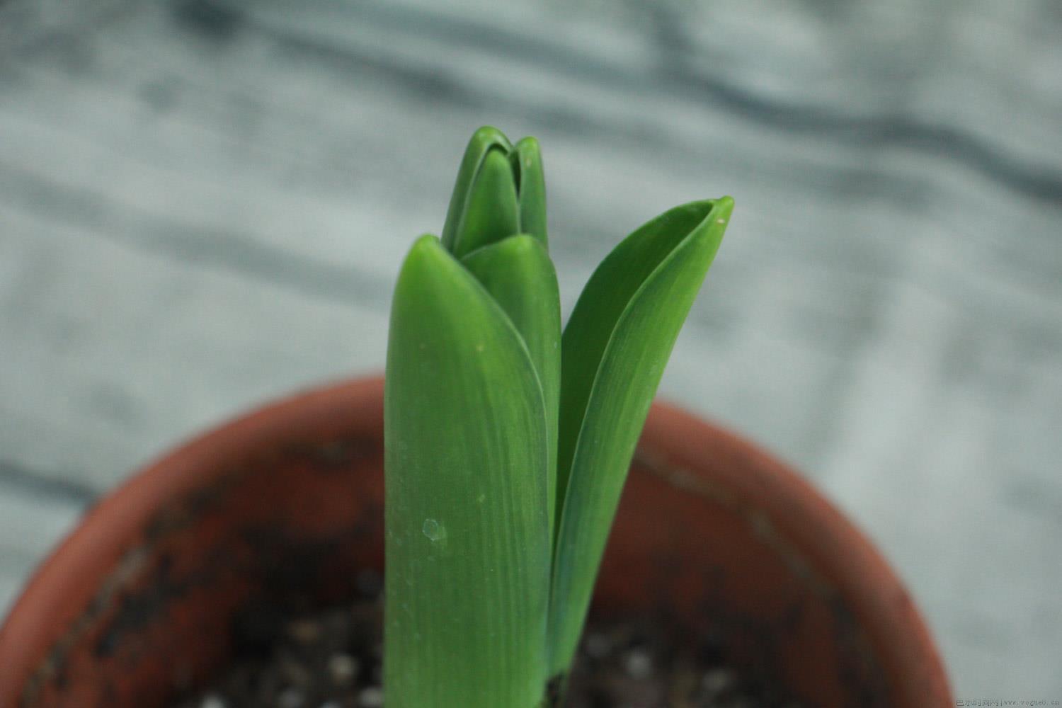 怎么种植风信子