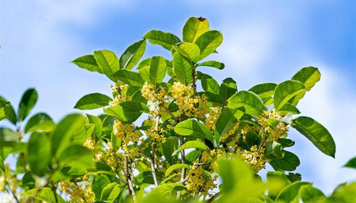 桂花什么季节开