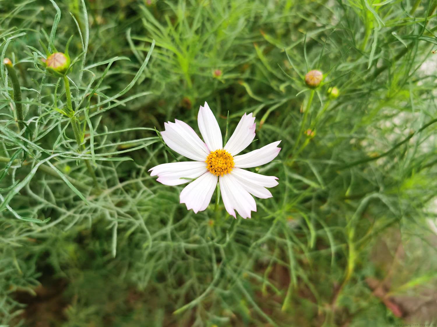 波斯菊发芽后倒了