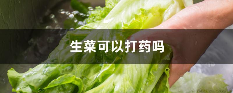 生菜可以打药吗