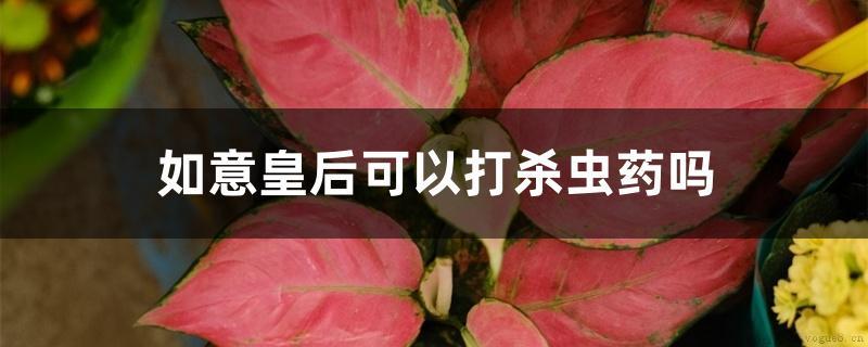 如意皇后可以打杀虫药吗