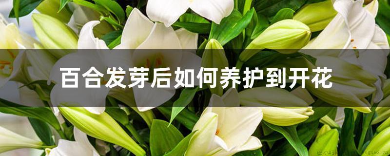 百合发芽后如何养护到开花