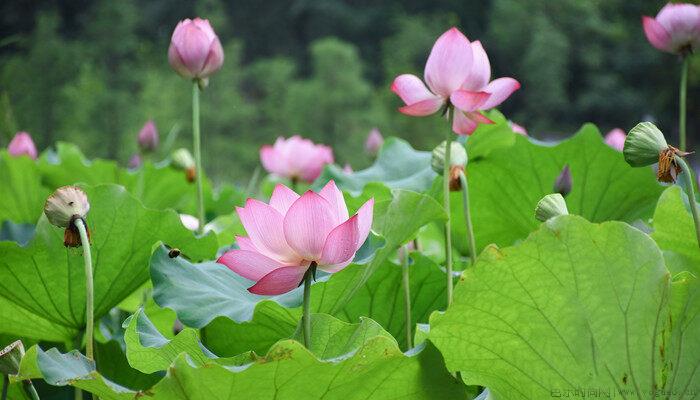 遂宁市花是什么