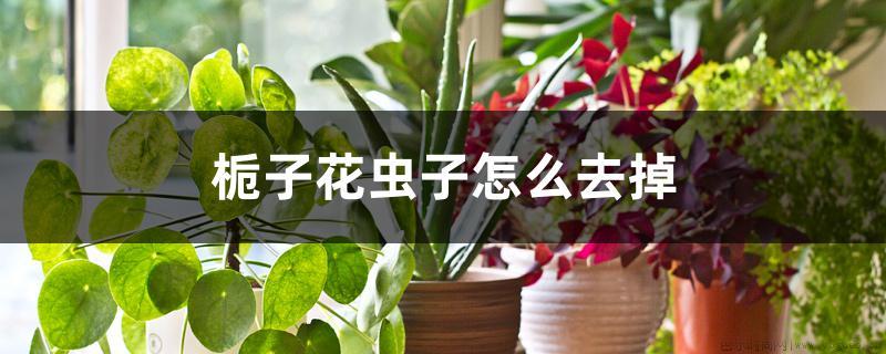 栀子花虫子怎么去掉