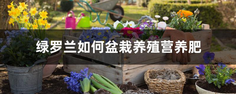 绿罗兰如何盆栽养殖营养肥