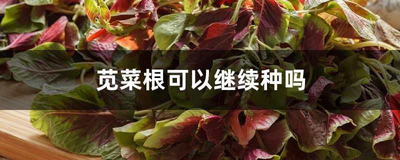 苋菜根可以继续种吗