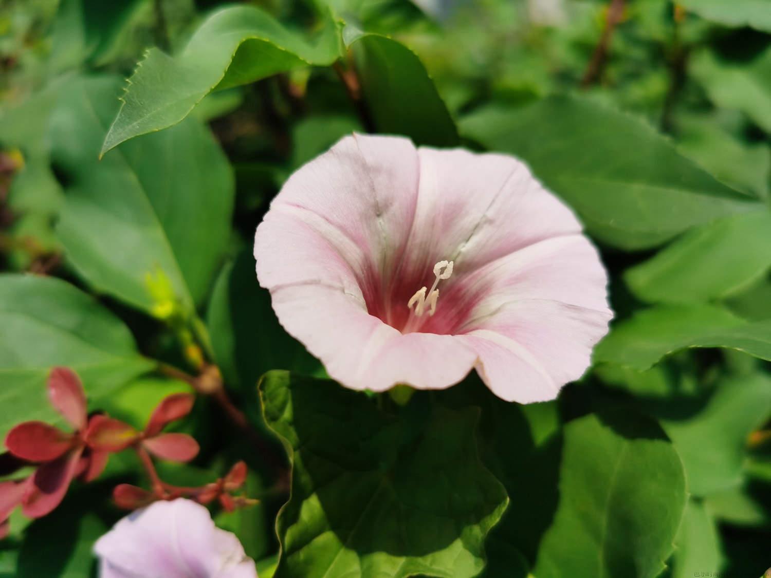 喇叭花是什么季节开的，怎么播种