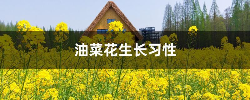 油菜花生长习性