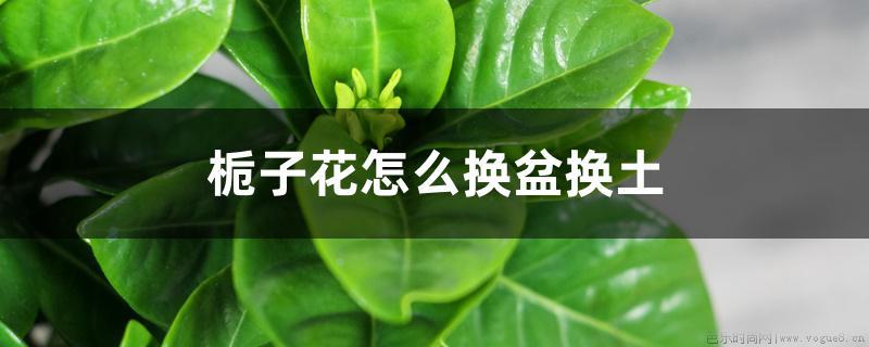 栀子花怎么换盆换土