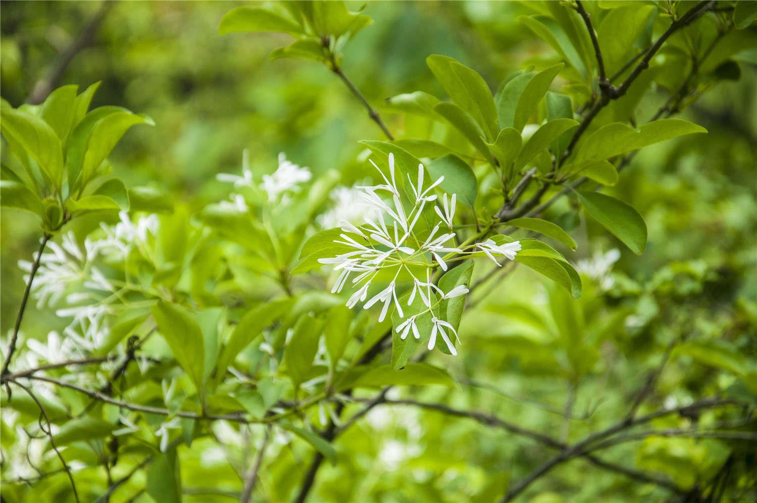 流苏花的花语，花期