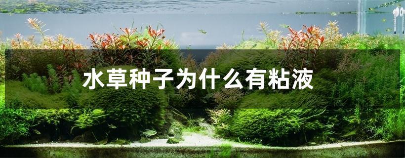 水草种子为什么有粘液