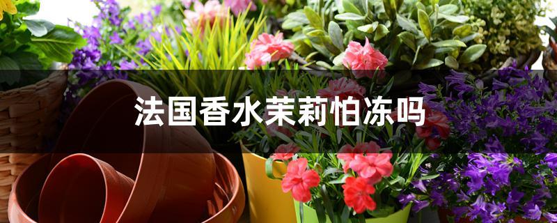 法国香水茉莉怕冻吗