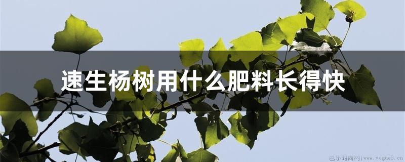 速生杨树用什么肥料长得快