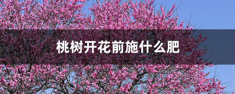 桃树开花前施什么肥