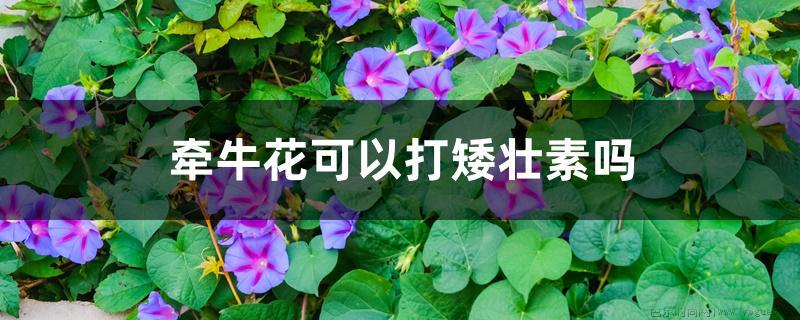 牵牛花可以打矮壮素吗