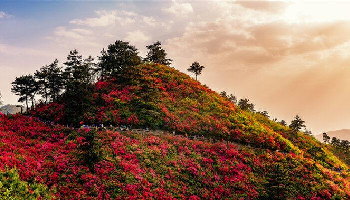 杜鹃花的花语及传说