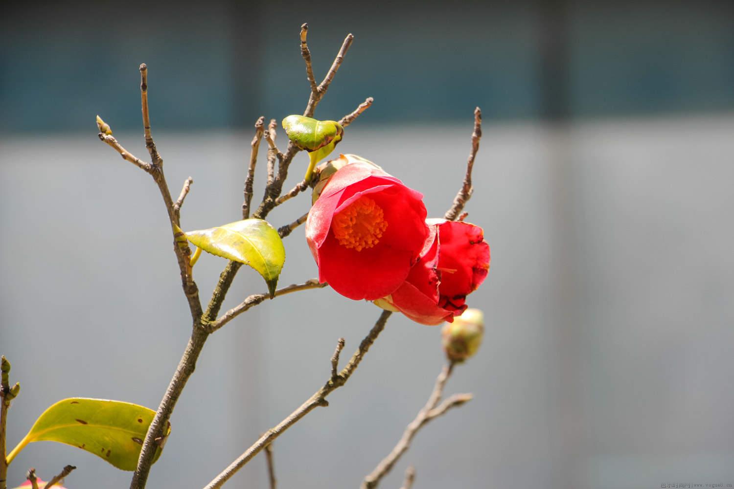 橘子皮泡水可以浇哪些花，浇花注意事项