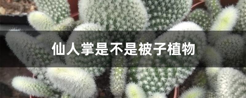 仙人掌是不是被子植物