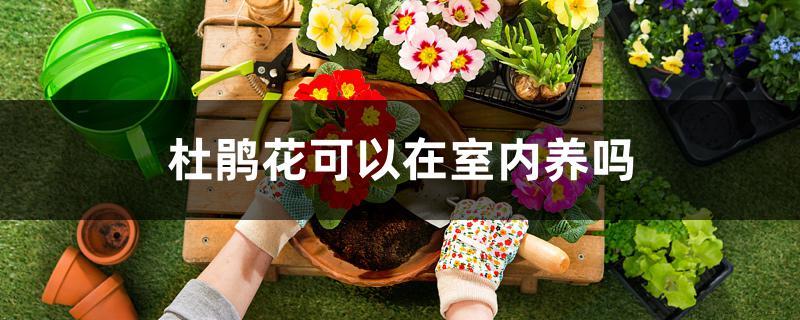 杜鹃花可以在室内养吗