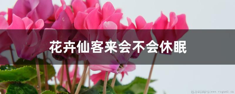 花卉仙客来会不会休眠