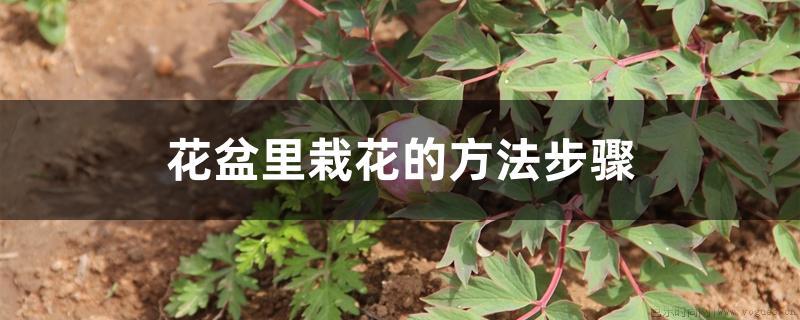 花盆里栽花的方法步骤