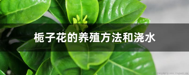 栀子花的养殖方法和浇水