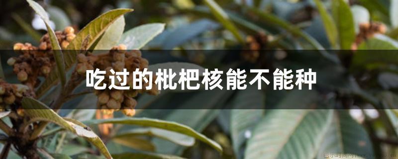 吃过的枇杷核能不能种