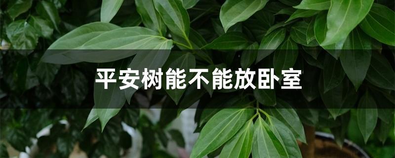 平安树能不能放卧室