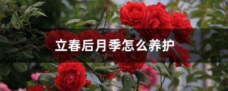 立春后月季怎么养护