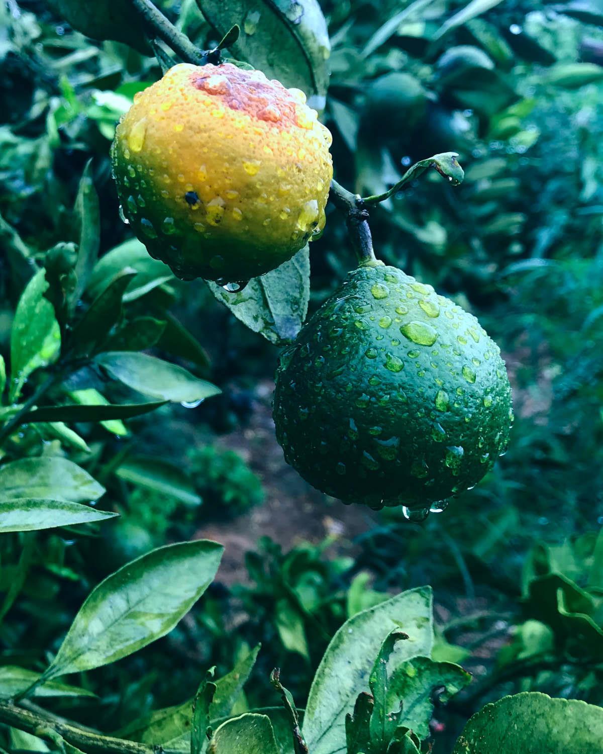 地栽桔子树冬天怕冻吗，怎样防冻过冬