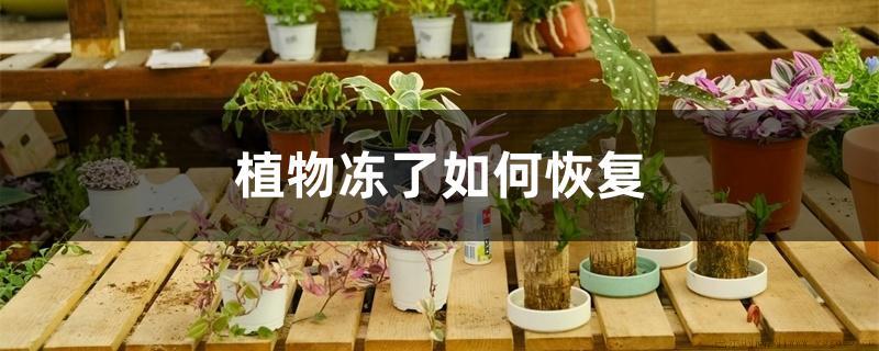 植物冻了如何恢复