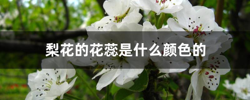 梨花的花蕊是什么颜色的