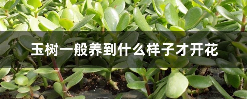 玉树一般养到什么样子才开花