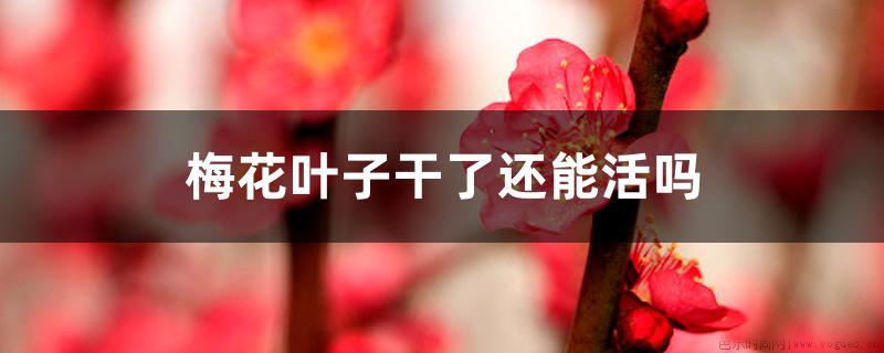 梅花叶子干了还能活吗