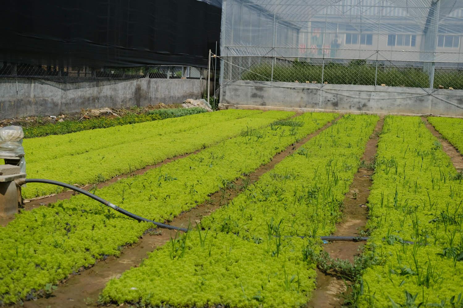 黄金草多肉夏天怎么养护