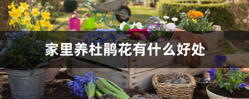 家里养杜鹃花有什么好处