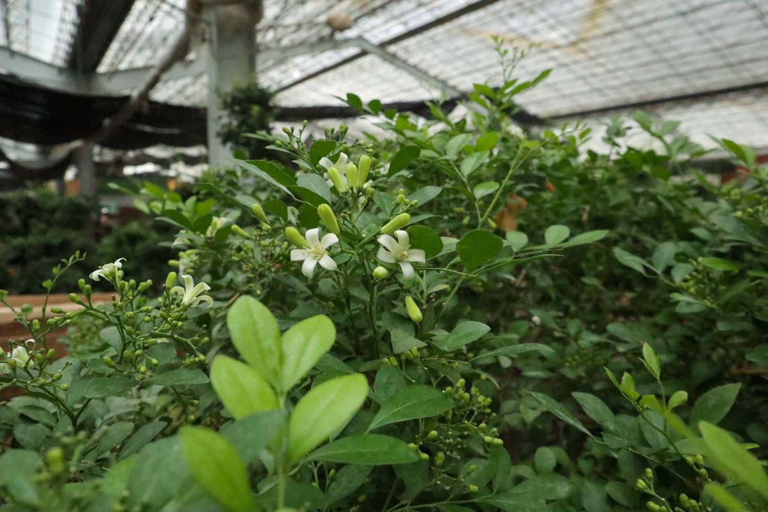 九里香下山桩裸根种植方法