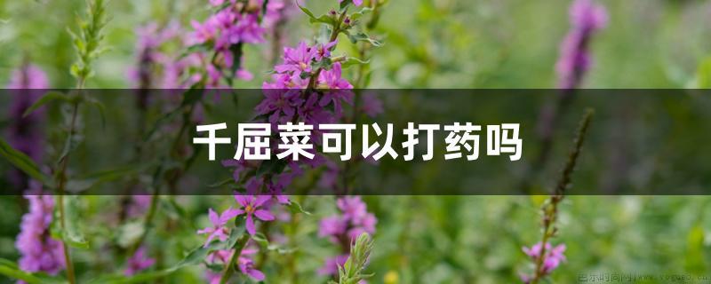 千屈菜可以打药吗