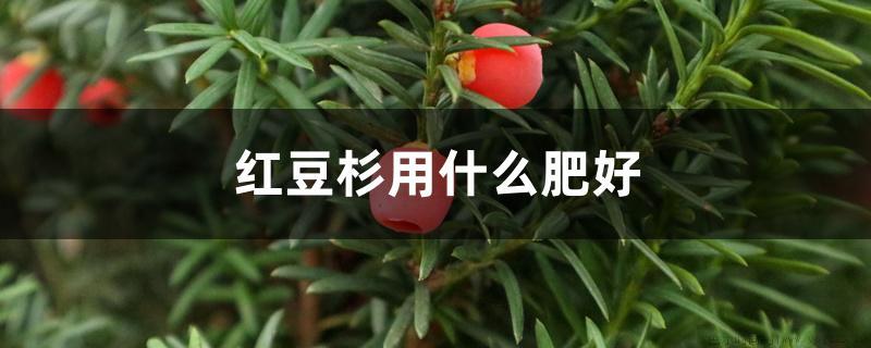 红豆杉用什么肥好