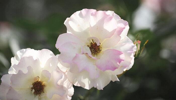 月季花是什么季节开的