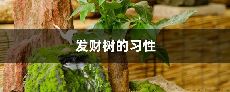 发财树的习性