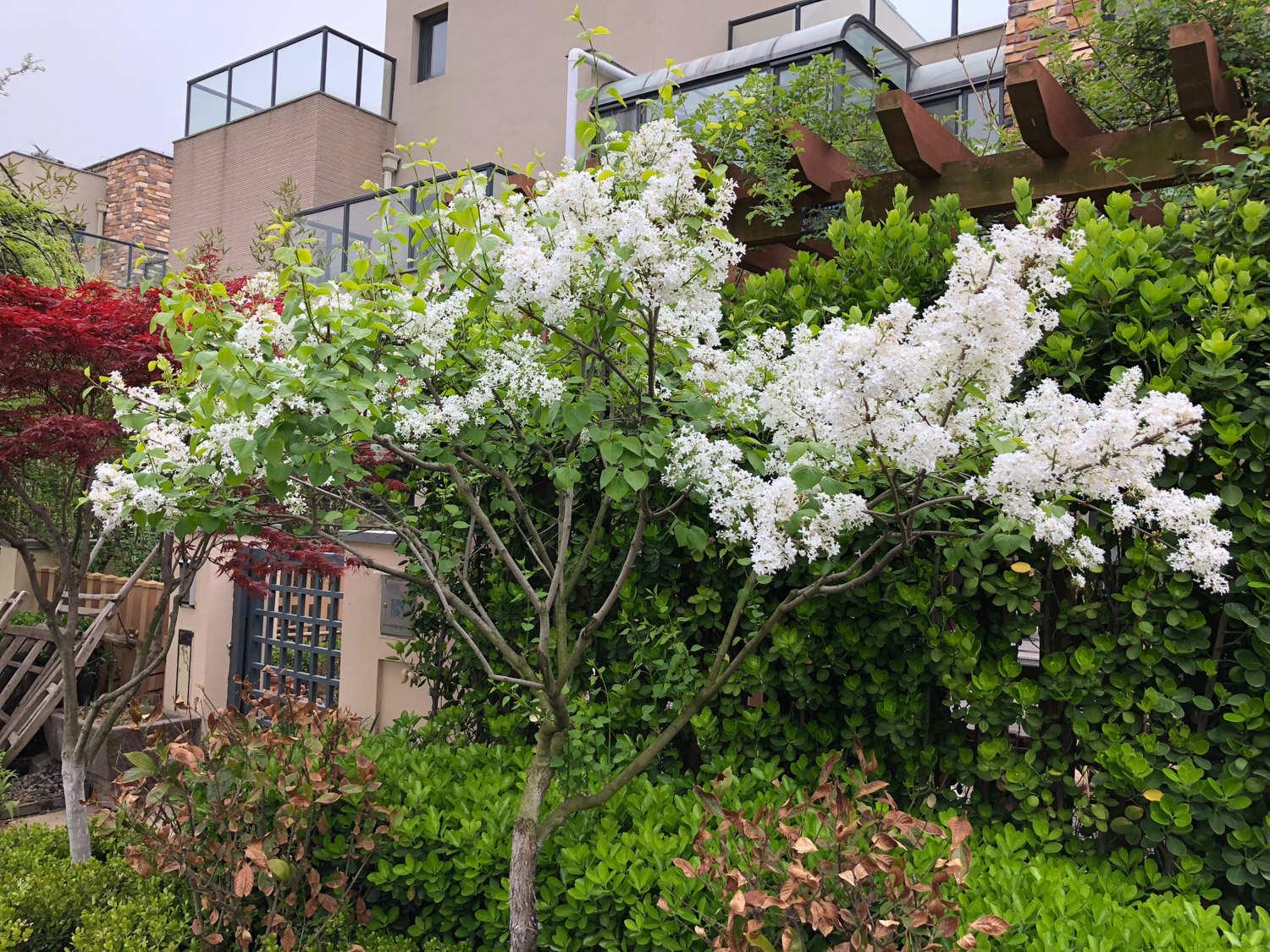 盆养丁香花叶子有虫怎么办，在屋里养有毒吗