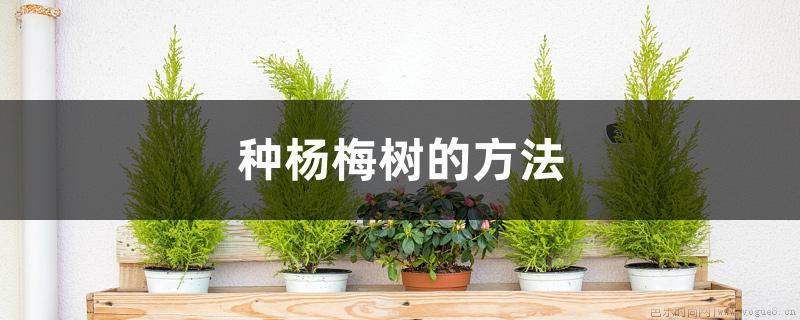 种杨梅树的方法