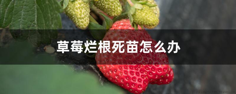 草莓烂根死苗怎么办