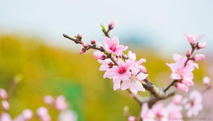 桃花是什么季节开的